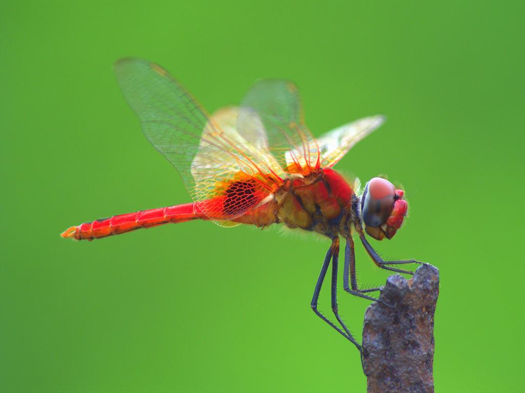 Red Colour Dragonfly